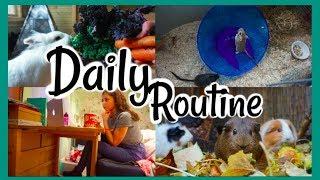 NEW DAILY ROUTINE (the pets and me)