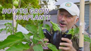 Where Eggplants Best Like To Grow