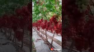 Presentation of Indian red globe grapes  by fruitz India