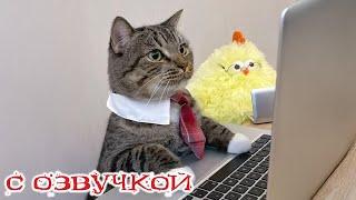 Приколы с котами! - С ОЗВУЧКОЙ! Смешные коты и кошки! Смешные видео о животных! Тест на психику!