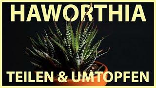 Haworthia attenuata teilen und umtopfen