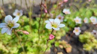 24.05.24.Дача..Груша не будет плодоносить..Пересадка Камнеломки.