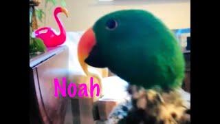 Noah, eclectus parrot [happy bird]