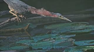 Photo of the Day - "Green Heron Fishing"