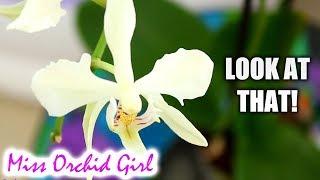 Strange Phalaenopsis Orchid find + Problems transitioning Phals to LECA?
