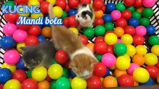 Kucing Mandi Bola, Reaksi Pertama Anak Kucing Mandi Bola, Mandi Bola