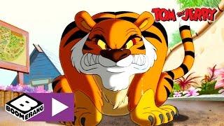 Tom & Jerry | Tiger Chase | Boomerang UK