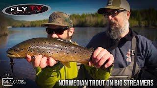 FLY TV - Norwegian Trout on Big Streamers in Rena River