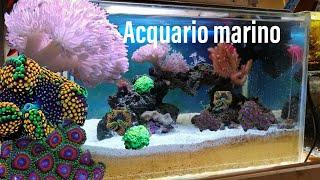 NUOVO ACQUARIO MARINO!