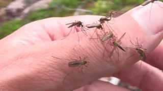 Lapland Mosquitoes