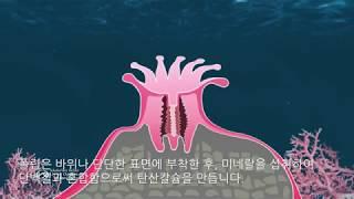 1편. 산호에 대해 알아봅시다 (What is Coral)