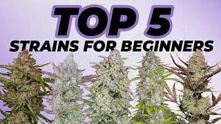 Top 5 Strains for Beginners | Everyone can grow this weed