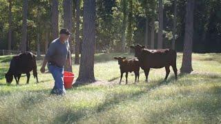 Establishing Silvopasture with Beginning Farmer, Jeff Byrd