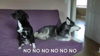 Mishka the Talking Husky is Mad! - SUBTITLED