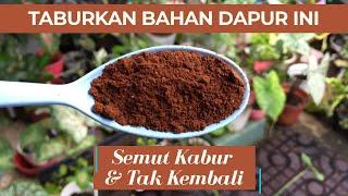 Cara Ampuh Mengusir Hama Semut pada Tanaman Hias | tips_kebuncilik