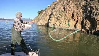 This FISHING doesn't look REAL / SF BAY Herring