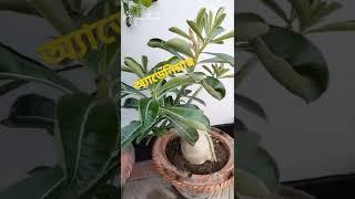 Adenium Plant | Desert rose plant |  অ্যাডেনিয়াম লাল ফুল #Shorts | @ARP Agri Artist