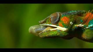 Chameleons Eating Compilation (Slow Mo)