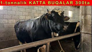 300-ta TONNALIK BUQALAR QANDAY BOQILADI 97-933-66-55.  97-455-55-11