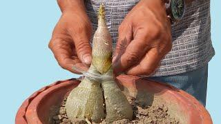 Transfigure Your Adenium Bonsai by Grafting a Seedling (Double Caudex)