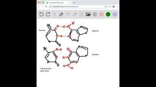 5-Bromouracil, a highly mutagenic compound (that is, a compound that causes changes in DNA), is use…