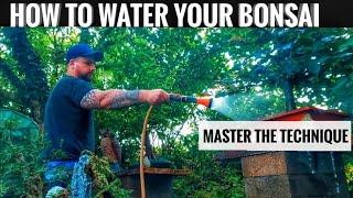 How to water your Bonsai