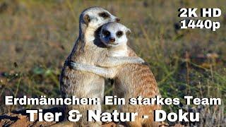 Erdmännchen: Ein starkes Team - Tier & Natur Dokumentation [LunaPuu - Doku-TV Germany] Deutsch 2K HD