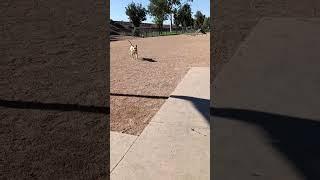 MIGHTY (my pitsky) at the dog park in Southgate CA.