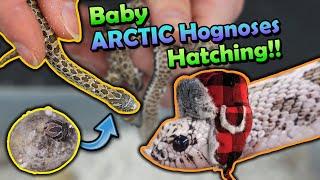 Baby Arctic Hognoses Hatching!!