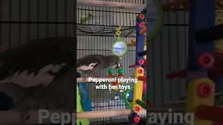 Toys your cockatiel will LOVE ️ #cockatiel #babycockatiel #birds #birdtoys #birdsplaying #parrots