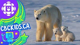 The Polar Bear | Amazing Animals | CBC Kids