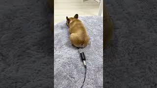 Dog Farts in microphone - Funny Reation 