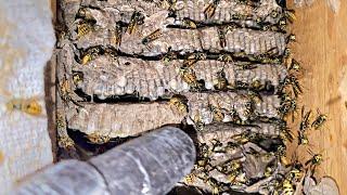 Yellow Jacket Wasp INFESTATION wasp nest Inside Mountain House! Wasp Nest Removals