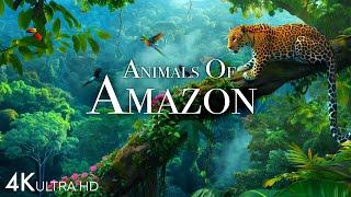 Animals of Amazon 4K - Animals That Call The Jungle Home | Amazon Rainforest |Scenic Relaxation Film