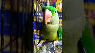  Cute  parrot // By Salini Creation