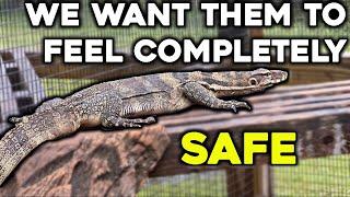 Lizard Relocation: Moving Animals for Comfort and Care!