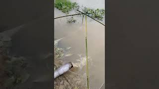 Traditional village fishing in rainy day,assam village fish catching