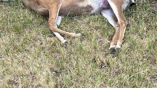 Mule deer doe killed, left to waste in Jefferson County