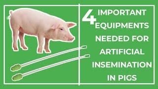 Use this for Artificial Insemination in Pigs #pigs #pigfarmvideo #agriculture  #farming