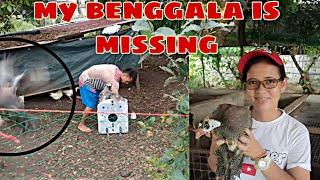 My Benggala is Missing 