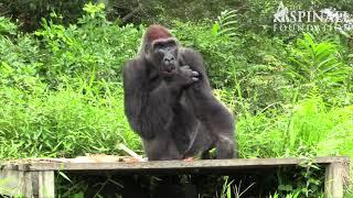 The Aspinall Foundation save the life of a gorilla with polio