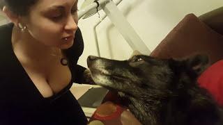 Cute Moment with a Wolfdog