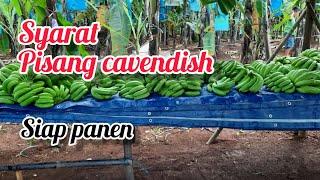 Cara Mengetahui Pisang Cavendish Siap Panen