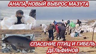 АНАПА СЕГОДНЯ. НОВЫЙ ВЫБРОС МАЗУТА, ГИБЕЛЬ ДЕЛЬФИНОВ