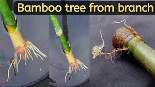 Bamboo tree grafting | Bamboo tree from branch