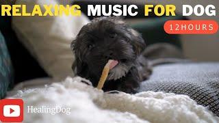 강아지가 좋아하는 음악12시간(광고X) 분리불안 및 수면을 도와주는music for dog강아지 수면 음악출근, 외출할 때Relaxing music for dogs