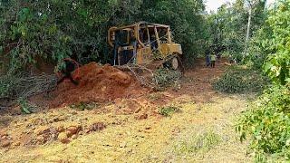 Amazing! CAT D6R XL bulldozer operator clearing a plantation road filled with bushes