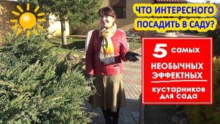 5 НЕОБЫЧНЫХ КУСТАРНИКОВ для САДА и ДАЧИ! Редкие, красивые, эффектные! Изюминки для сада!