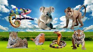 Compilation Of Animal Sound - Tiger, Bird, Snake, leopard, komodo, Koala, Chameleon, Frog