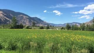 Organic Sunchoke Field - Grown Here Farms